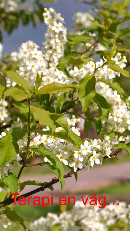 Psykoterapeut Vanja Forsberg hjälper Dig att blomma och komma till Din rätt!